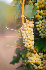 grape wine on Palava Vineyards, Czech Republic