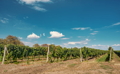Fototapeta na wymiar Palava Vineyards. South Moravia Czech Republic