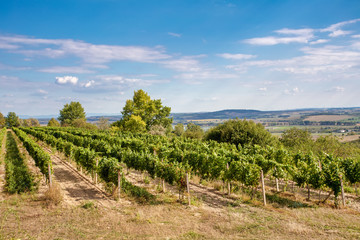 Fototapeta na wymiar Palava Vineyards. South Moravia Czech Republic