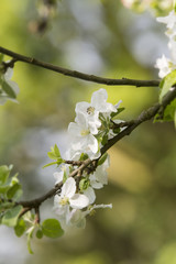apple blossoms
