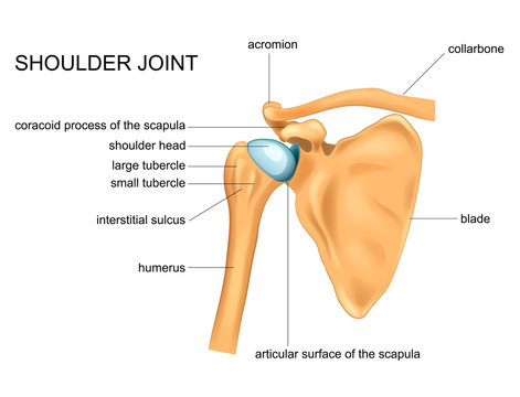 anatomy of the shoulder joint