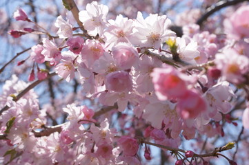 桜色の愉しい日本のお花見と入園式