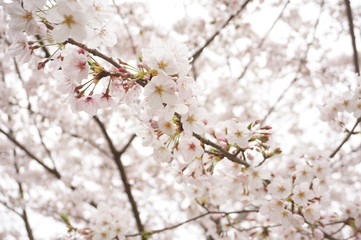 私の春は桜色