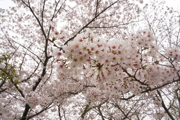 桜咲く、今年は合格したよ