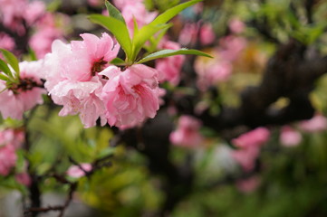 春の訪れと香り