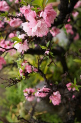 Fototapeta na wymiar 日本庭園の庭