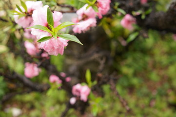 いとおかし　桜の香り