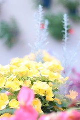 カラフルな黄色とピンクと白い花たち