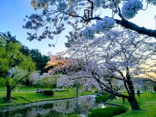 春の日本庭園の満開の桜