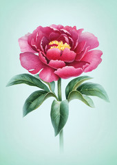 Watercolor illustration of a peony flower. Perfect for greeting cards or invitations