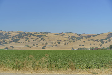 Obraz premium Tree, mountain, farm near San Francisco