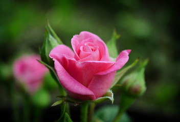 Pink rose flower close-up on a dark green blurred background