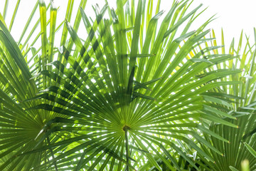 Obraz na płótnie Canvas closeup palm tree leaf