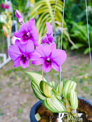 Colorful orchid.
