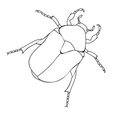 book coloring beetle