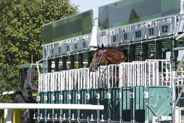 nervous horse tries to jump out of the starting gate before the race