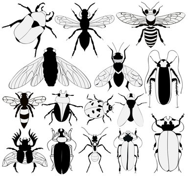 vector, isolated, silhouette black and white insect, set