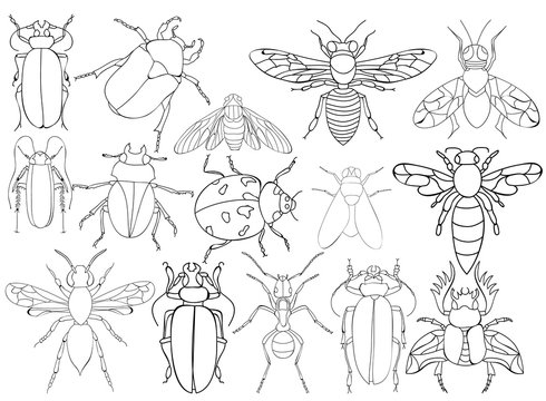 vector, isolated, insect, beetles book coloring, set