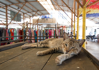 Gray Tabby Cat sleeping in urban city market in Colombo Sri Lanka Asia