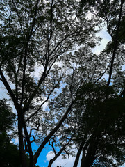 Branch on blue sky .
