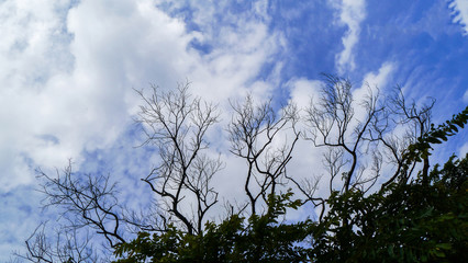 Branch on blue sky .