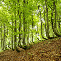 Natural Forest of Bent Beech Trees in Spring