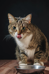 Fototapeta premium cat licks nose, cat eat from meal, cat is sitting near bowl with food