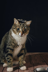 cat is sitting near bowl with food