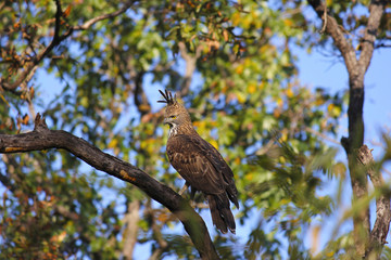 Changeable hawk-eagle, Nisaetus cirrhatus. Crested Hawk eagle. Kanha Tiger Reserve, Madhya Pradesh, India