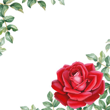 Watercolor illustration of a rose flower. Perfect for greeting cards or invitations