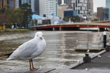 Close up of Seagull with City in Background