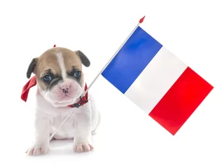 Printed kitchen splashbacks French bulldog puppy french bulldog