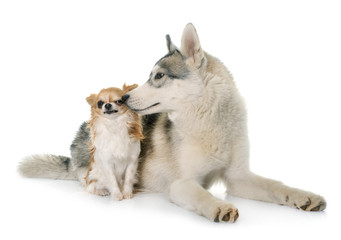 gray siberian husky and chihuahua