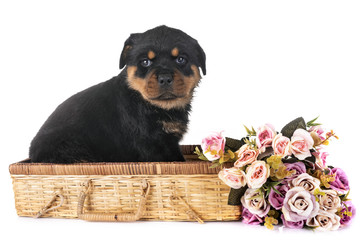 puppy rottweiler in studio