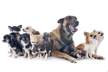 malinois and chihuahuas
