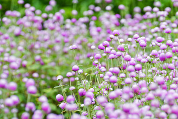Naklejka premium Globe amaranth flowers .