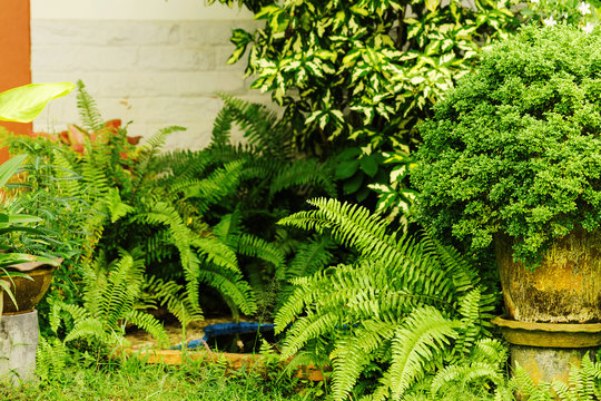 The condition of a small garden with cluttered trees.