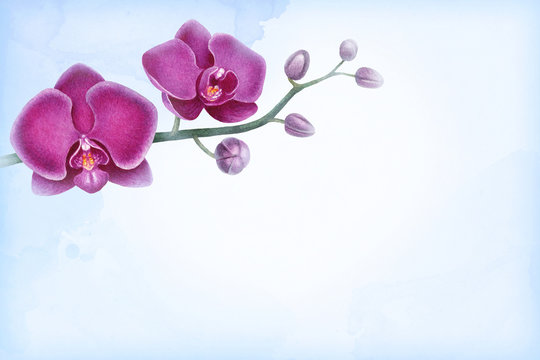 Watercolor illustration of orchids. Perfect for greeting cards or invitations