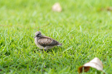 Baby dove bird