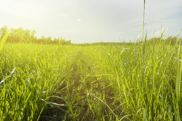 Beautiful morning light in Public Park with green grass field and tree