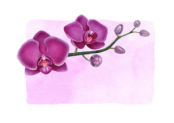 Watercolor illustration of orchids. Perfect for greeting cards or invitations