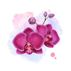 Naklejka na ściany i meble Watercolor illustration of orchids. Perfect for greeting cards