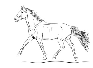 An illustration of a freely trotting horse.