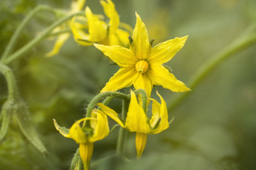 Yellow flowers of a blooming tomato in a greenhouse