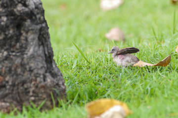Baby dove bird