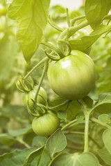 Green tomatoes growing on a branch in a greenhouse