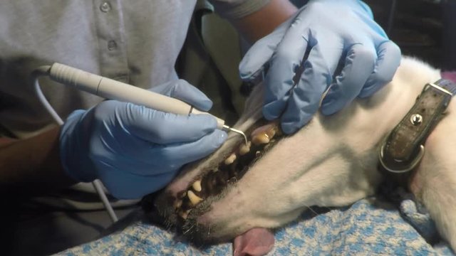 An anaesthetized dog gets a tooth-cleaning with an ultrasonic cleaner, there is sound from the cleaner itself and from the associated air exchanger