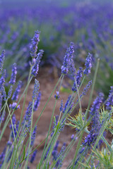 Campos de lavanda de Brihuega, bokeh