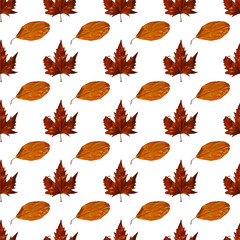 красивые сухие желтые осенние листья на белом фоне          