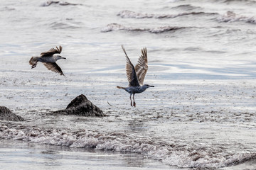 Large seagulls will be hovering along the sea side
